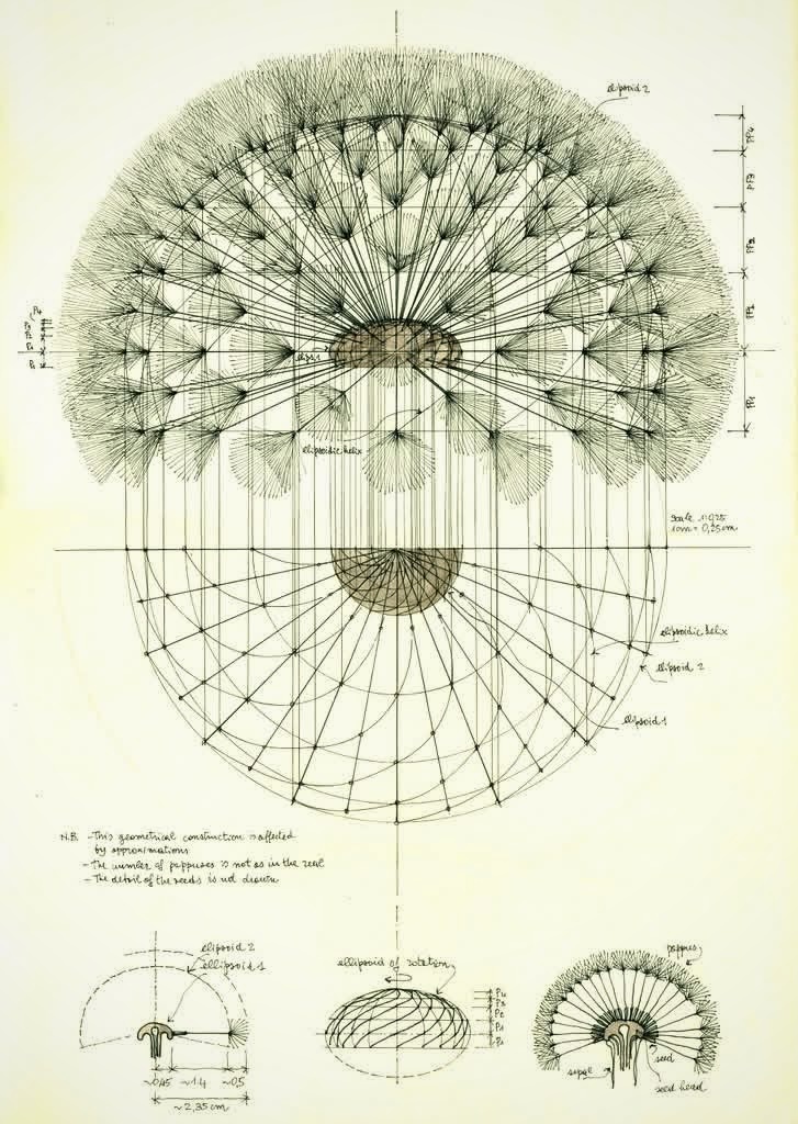 Hand-drawn geometric construction of a dandelion seed head — vertical axis, two ellipsoids, ellipsoidal helix, and the radiating bristles of each pappus.
